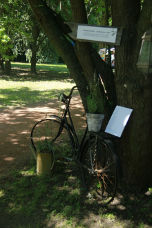 Levendula_napok_az_SZTE_Fuveszkertben_2014_junius_28_galeria